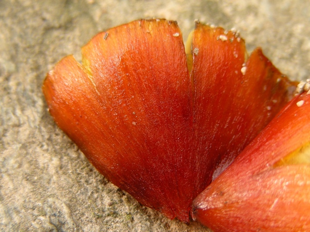 Hygrocybe d''agosto